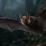 Bats Have a Birthplace at Last: Europe, 65 Million Years Ago