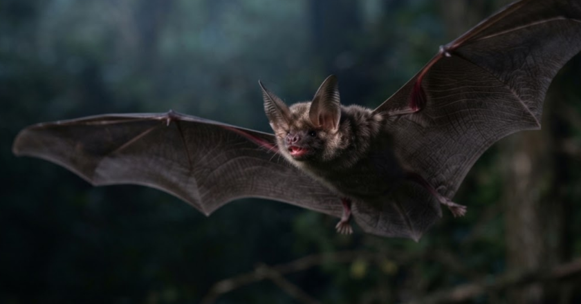 Bats Have a Birthplace at Last: Europe, 65 Million Years Ago