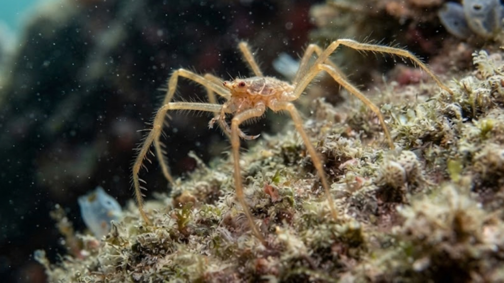 New sea spider species Callipallene pilosuspedes, with red eyes and hairy legs, from the Salish Sea
