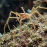 Nearly a Century Later, Two New Sea Spider Species Turn Up in the Salish Sea
