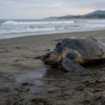 A Tropical Turtle Nested in California for the First Time. Will the Eggs Hatch?